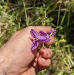 Arthropodium fimbriatum at Watson, ACT - 20 Dec 2021 10:46 AM