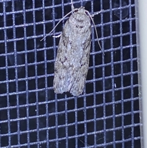 Philobota philostaura at Jerrabomberra, NSW - 20 Dec 2021