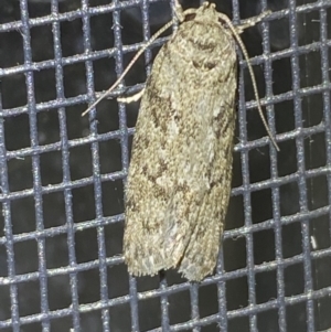 Philobota philostaura at Jerrabomberra, NSW - 20 Dec 2021