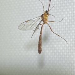 Leptophion yampus (An Ophioninae parasitic wasp) at Jerrabomberra, NSW - 20 Dec 2021 by Steve_Bok