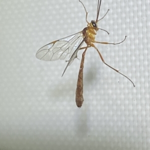 Leptophion yampus at Jerrabomberra, NSW - 20 Dec 2021