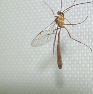 Leptophion yampus at Jerrabomberra, NSW - 20 Dec 2021