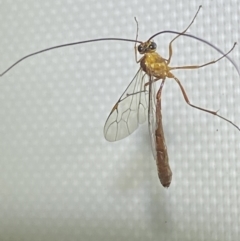 Leptophion yampus at Jerrabomberra, NSW - 20 Dec 2021