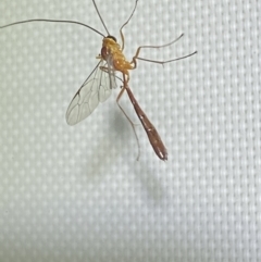 Leptophion yampus at Jerrabomberra, NSW - 20 Dec 2021