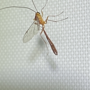 Leptophion yampus at Jerrabomberra, NSW - 20 Dec 2021