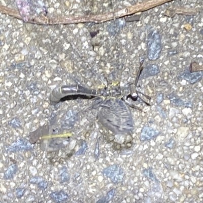 Myrmeleontidae (family) (Unidentified Antlion Lacewing) at Jerrabomberra, NSW - 20 Dec 2021 by SteveBorkowskis