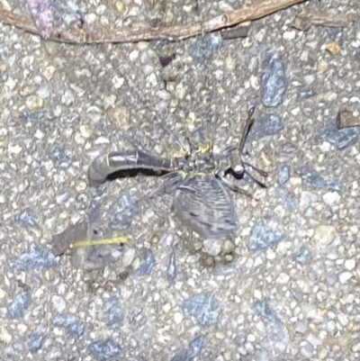 Myrmeleontidae (family) (Unidentified Antlion Lacewing) at Jerrabomberra, NSW - 20 Dec 2021 by SteveBorkowskis