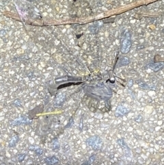 Myrmeleontidae (family) at Jerrabomberra, NSW - 20 Dec 2021