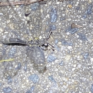 Myrmeleontidae (family) at Jerrabomberra, NSW - 20 Dec 2021