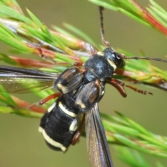 Hesthesis plorator (A longhorn beetle) at Gigerline Nature Reserve - 18 Dec 2021 by Harrisi