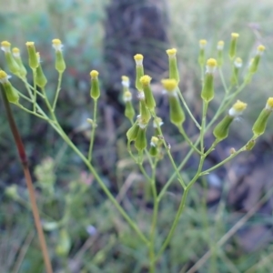 Senecio quadridentatus at Cook, ACT - 20 Dec 2021 07:48 AM