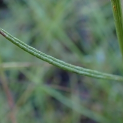 Senecio quadridentatus at Cook, ACT - 20 Dec 2021 07:48 AM