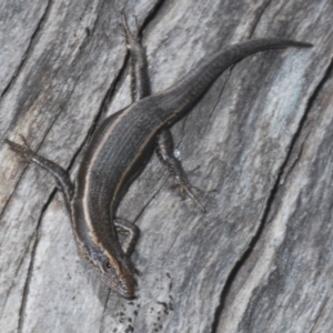 Pseudemoia spenceri at Brindabella, ACT - 16 Dec 2021 01:52 PM