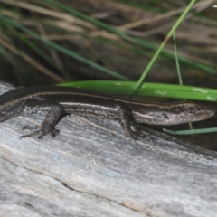 Pseudemoia spenceri at Brindabella, ACT - 16 Dec 2021