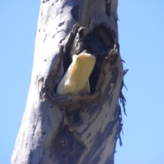 Cacatua galerita (Sulphur-crested Cockatoo) at Ainslie, ACT - 20 Dec 2021 by MichaelMulvaney