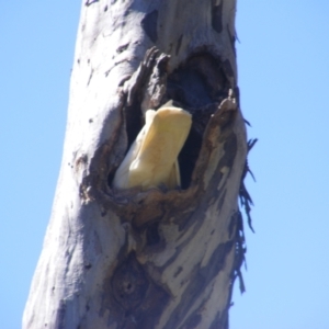 Cacatua galerita at Ainslie, ACT - 20 Dec 2021 04:13 PM