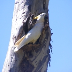 Cacatua galerita at Ainslie, ACT - 20 Dec 2021 04:13 PM