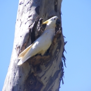 Cacatua galerita at Ainslie, ACT - 20 Dec 2021 04:13 PM