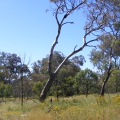 Cacatua galerita at Ainslie, ACT - 20 Dec 2021 04:13 PM