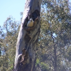 Cacatua galerita at Ainslie, ACT - 20 Dec 2021 04:13 PM