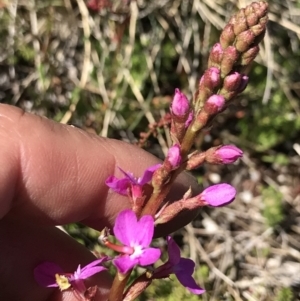 Stylidium montanum at Cotter River, ACT - 20 Dec 2021 10:52 AM