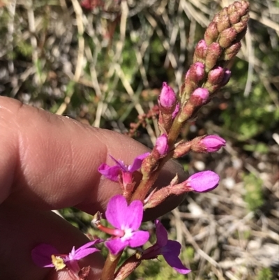 Stylidium graminifolium (Grass Triggerplant) at Namadgi National Park - 19 Dec 2021 by BrianH