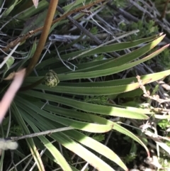 Stylidium graminifolium at Cotter River, ACT - 20 Dec 2021