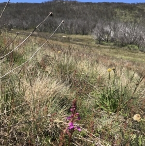 Stylidium graminifolium at Cotter River, ACT - 20 Dec 2021