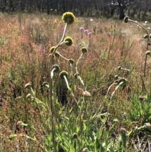 Craspedia aurantia var. jamesii at Cotter River, ACT - suppressed