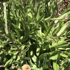 Craspedia aurantia var. jamesii at Cotter River, ACT - suppressed