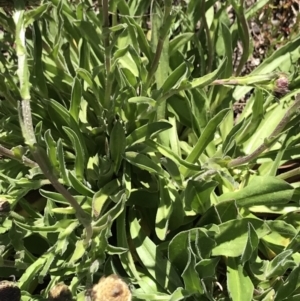 Craspedia aurantia var. jamesii at Cotter River, ACT - suppressed