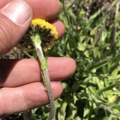 Craspedia aurantia var. jamesii at Cotter River, ACT - 20 Dec 2021