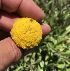 Craspedia aurantia var. jamesii at Cotter River, ACT - suppressed