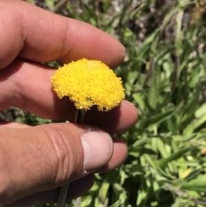 Craspedia aurantia var. jamesii at Cotter River, ACT - 20 Dec 2021