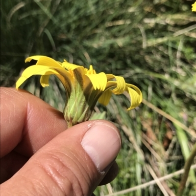 Microseris lanceolata (Yam Daisy) at Namadgi National Park - 20 Dec 2021 by BrianH
