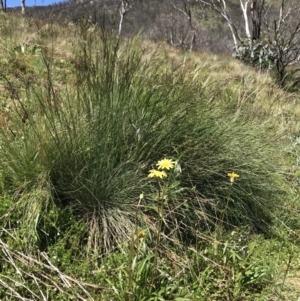 Microseris lanceolata at Cotter River, ACT - 20 Dec 2021