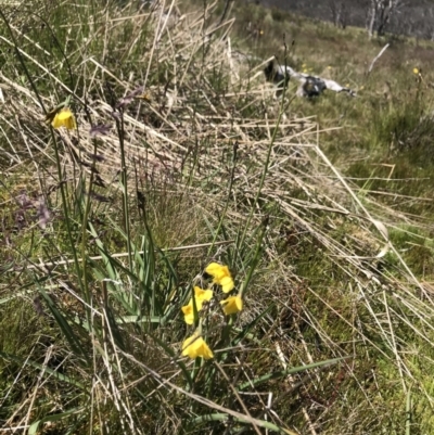 Diuris monticola (Highland Golden Moths) at Cotter River, ACT - 20 Dec 2021 by BrianH
