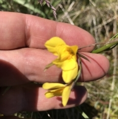 Diuris monticola at Cotter River, ACT - suppressed