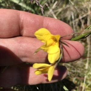 Diuris monticola at Cotter River, ACT - 20 Dec 2021