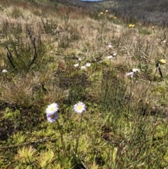 Brachyscome scapigera (Tufted Daisy) at Namadgi National Park - 20 Dec 2021 by BrianH