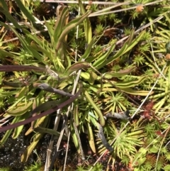 Brachyscome scapigera at Cotter River, ACT - 20 Dec 2021