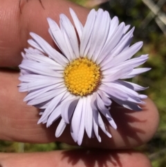 Brachyscome scapigera at Cotter River, ACT - 20 Dec 2021 11:19 AM