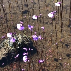 Utricularia dichotoma (Fairy Aprons, Purple Bladderwort) at Namadgi National Park - 20 Dec 2021 by BrianH