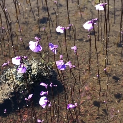Utricularia dichotoma (Fairy Aprons, Purple Bladderwort) at Cotter River, ACT - 20 Dec 2021 by BrianH