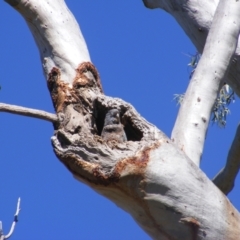 Callocephalon fimbriatum (Gang-gang Cockatoo) at Ainslie, ACT - 20 Dec 2021 by MichaelMulvaney