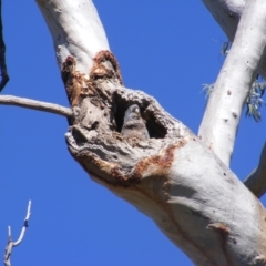 Callocephalon fimbriatum at Ainslie, ACT - suppressed