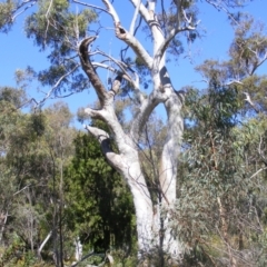 Callocephalon fimbriatum at Ainslie, ACT - suppressed