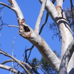 Callocephalon fimbriatum at Ainslie, ACT - suppressed