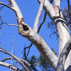 Callocephalon fimbriatum at Ainslie, ACT - 20 Dec 2021