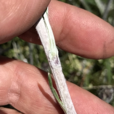 Celmisia tomentella (Common Snow Daisy) at Cotter River, ACT - 20 Dec 2021 by BrianH